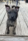Junie