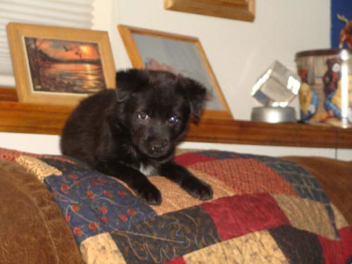 Kona