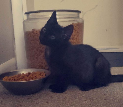 Lil Tike