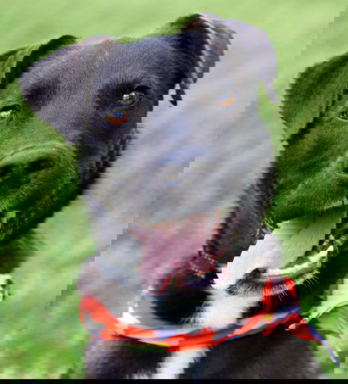 Obi