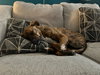 Maxwell - Photo 7