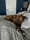 Maxwell - Photo 8