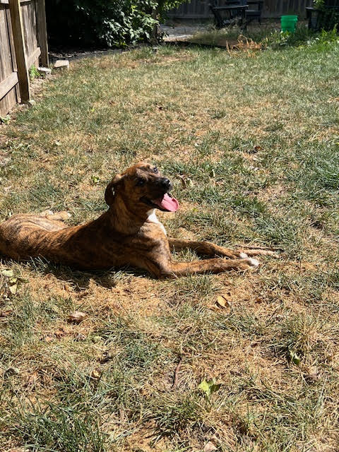 Maxwell