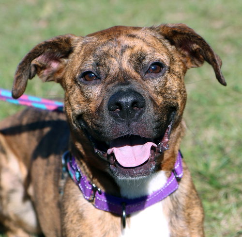 picture of the dog needing adoption