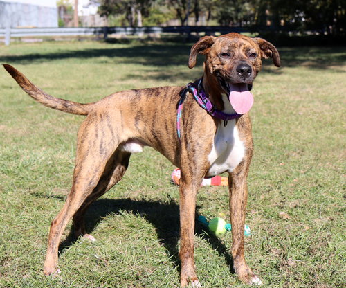 MAXWELL - Boxer available for adoption