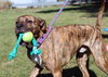Maxwell - Photo 5