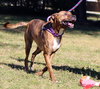 Maxwell - Photo 10