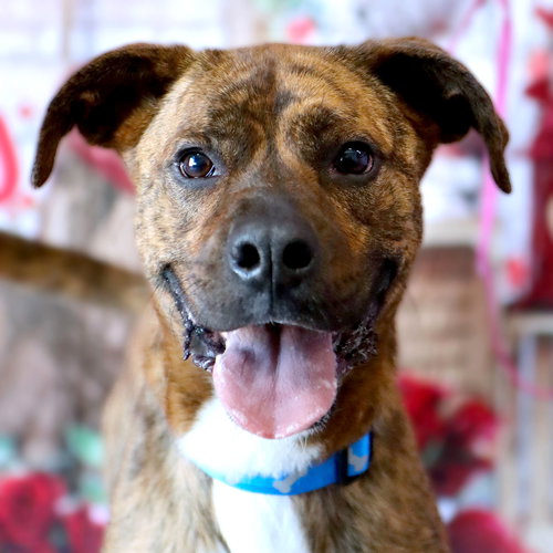 MAXWELL - Boxer available for adoption