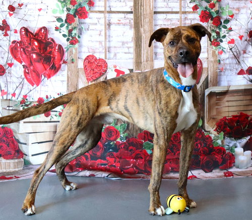 picture of the dog needing adoption