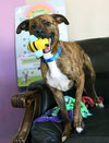 Maxwell - Photo 7