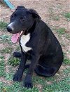 adoptable Dog in  named Chief *CL*