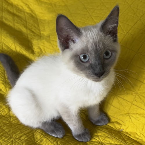 Esmerelda