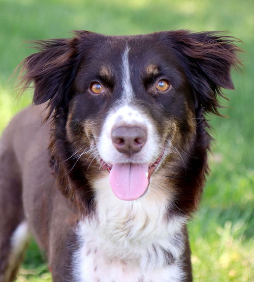 Piper