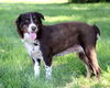 Piper
