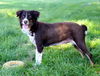 Piper