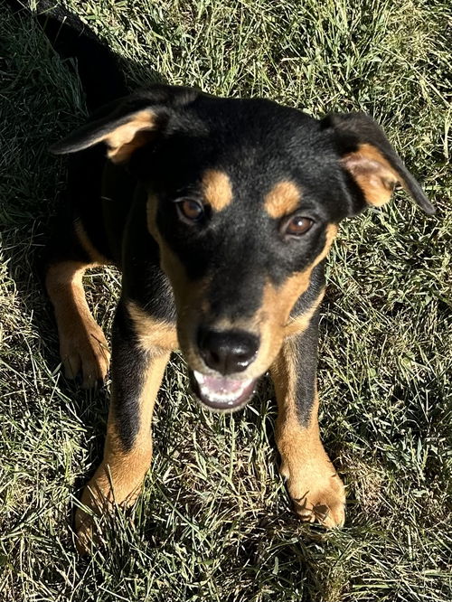 Duke