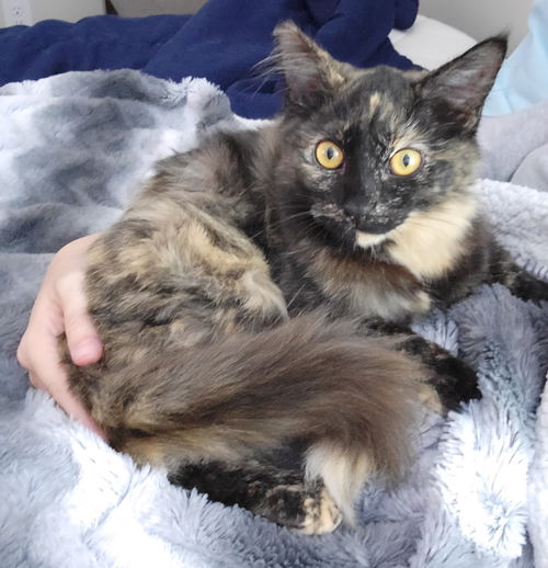 Sweet Snickers