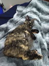 Sweet Snickers