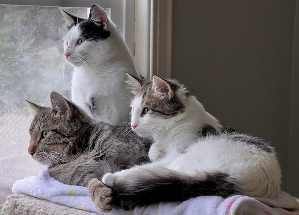 Tre