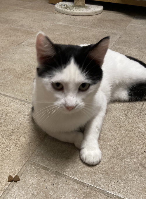 picture of the cat needing adoption
