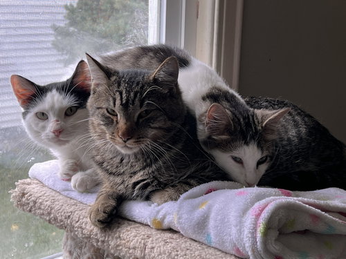 DOSA - Domestic Short Hair available for adoption