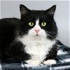 adoptable Cat in , MO named Louie