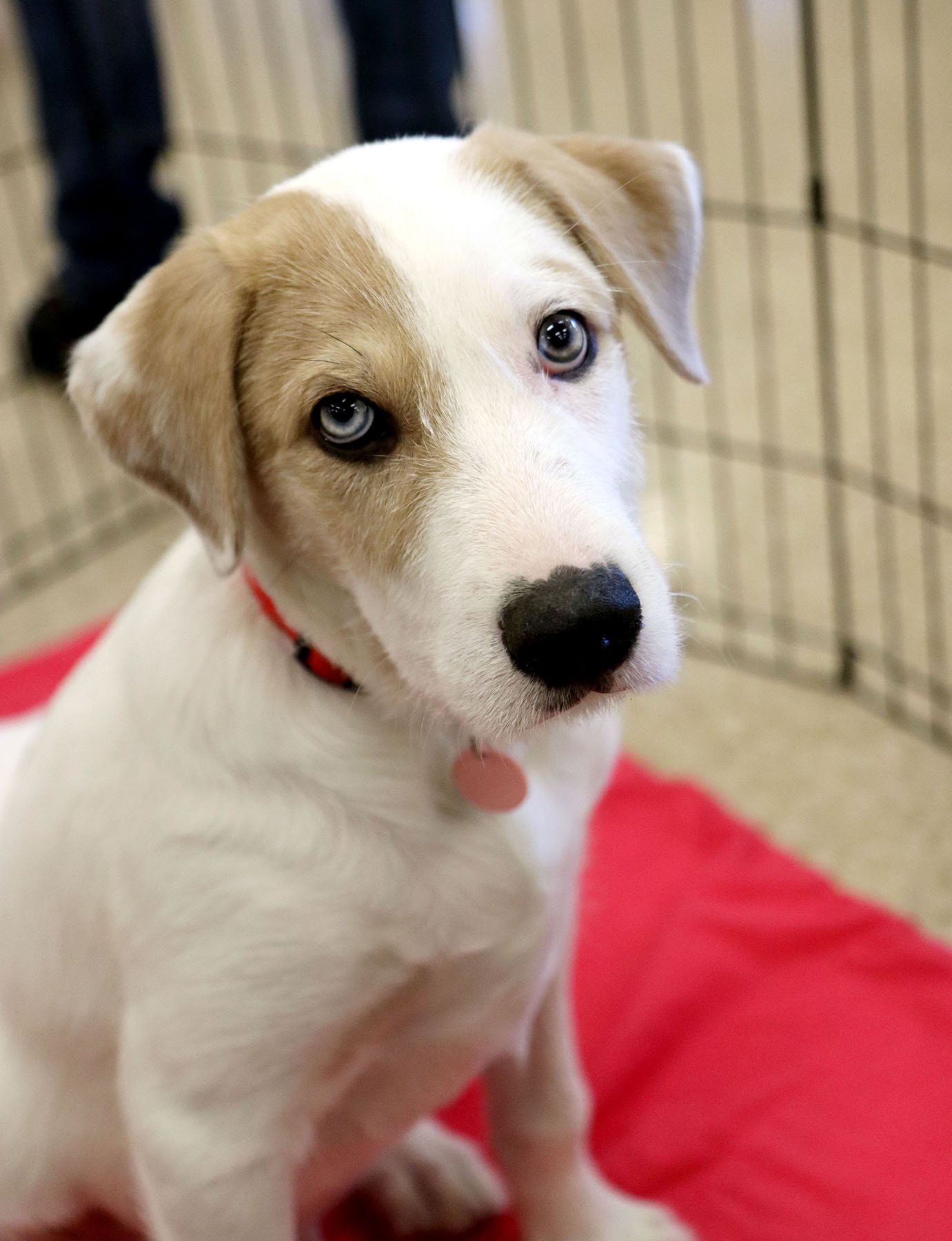 adoptable Dog in Kansas City, MO named Jona