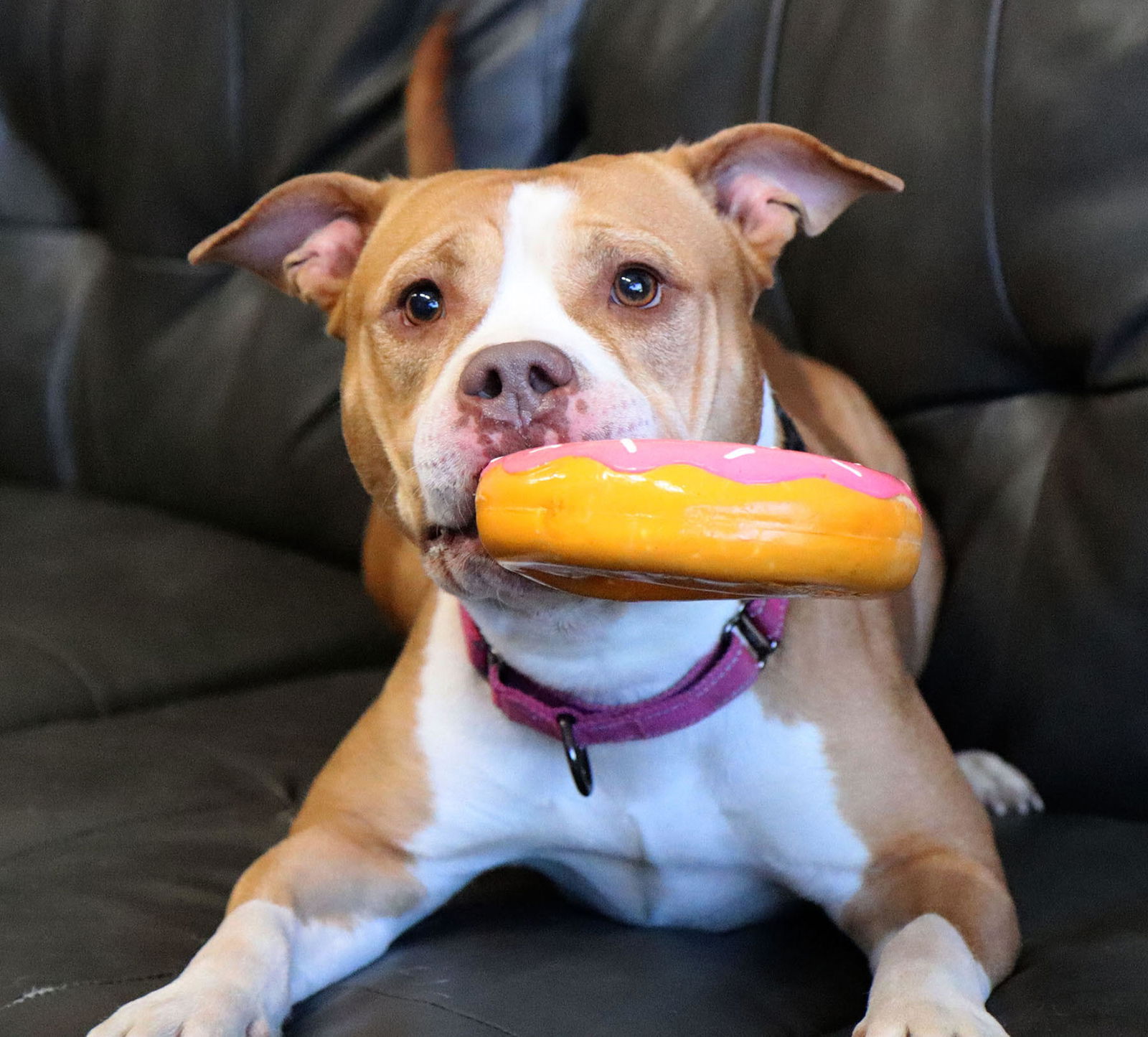 adoptable Dog in Kansas City, MO named Ducky