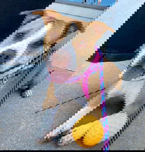 Ducky