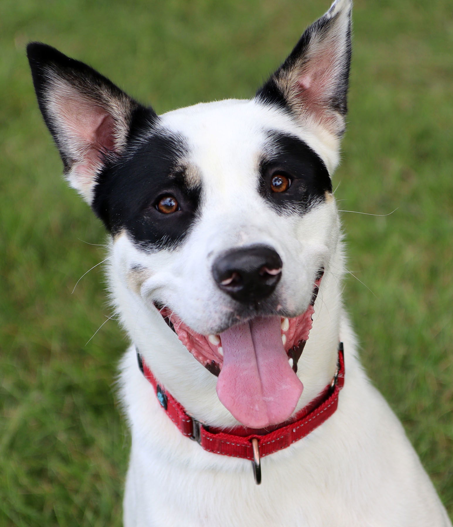 adoptable Dog in Kansas City, MO named Colonel Roy Mustang