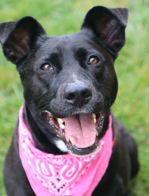 Maylee, an adoptable Labrador Retriever in Raytown, MO