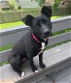 adoptable Dog in , MO named Maylee