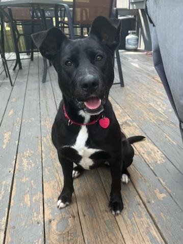 adoptable Dog in Kansas City, MO named Maylee