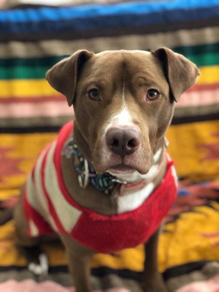 adoptable Dog in Kansas City, MO named Phoenix *CL