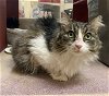 adoptable Cat in kansas city, MO named Bootsie