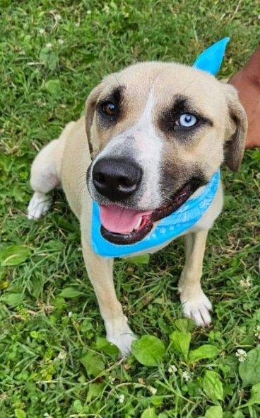 adoptable Dog in Kansas City, MO named Linny *CL*