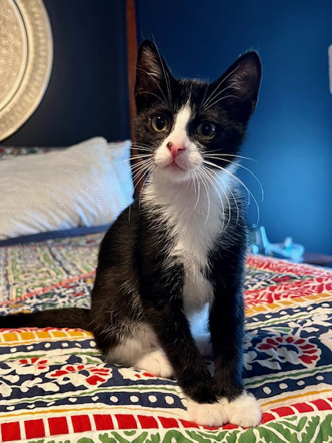 adoptable Cat in Kansas City, MO named Billy Top