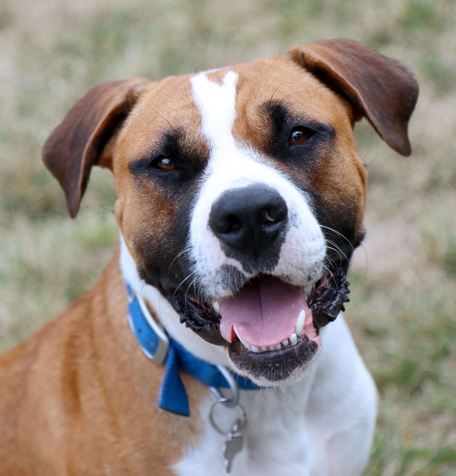 adoptable Dog in Kansas City, MO named Mordecai