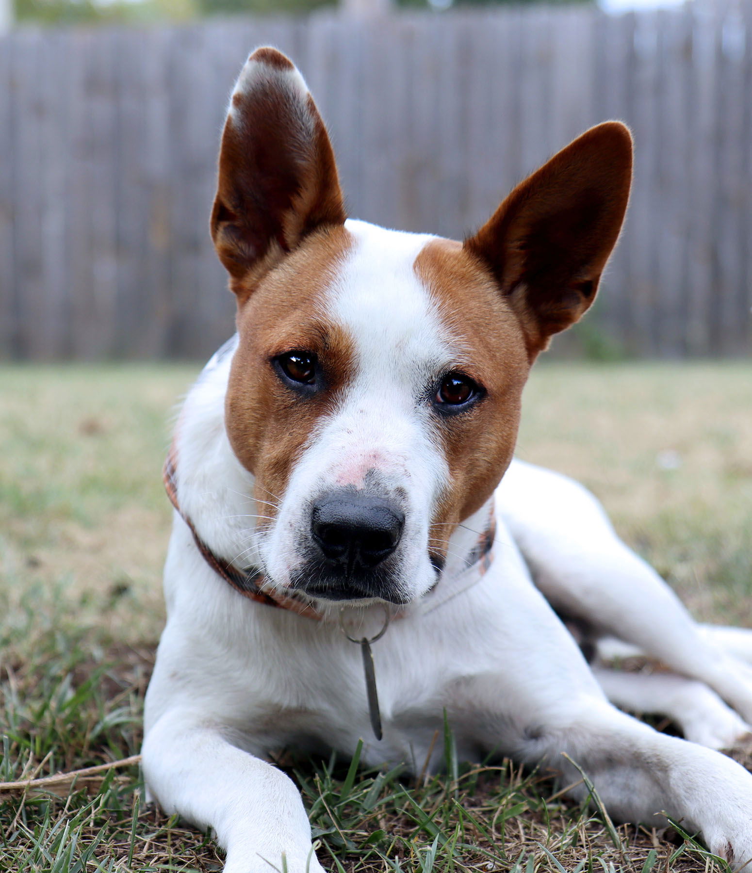 adoptable Dog in Kansas City, MO named Rigby