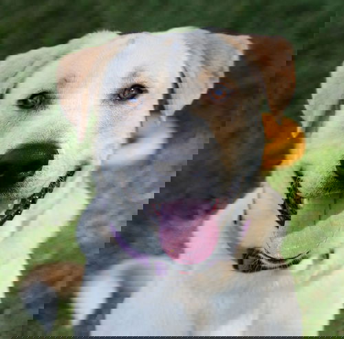 Keno