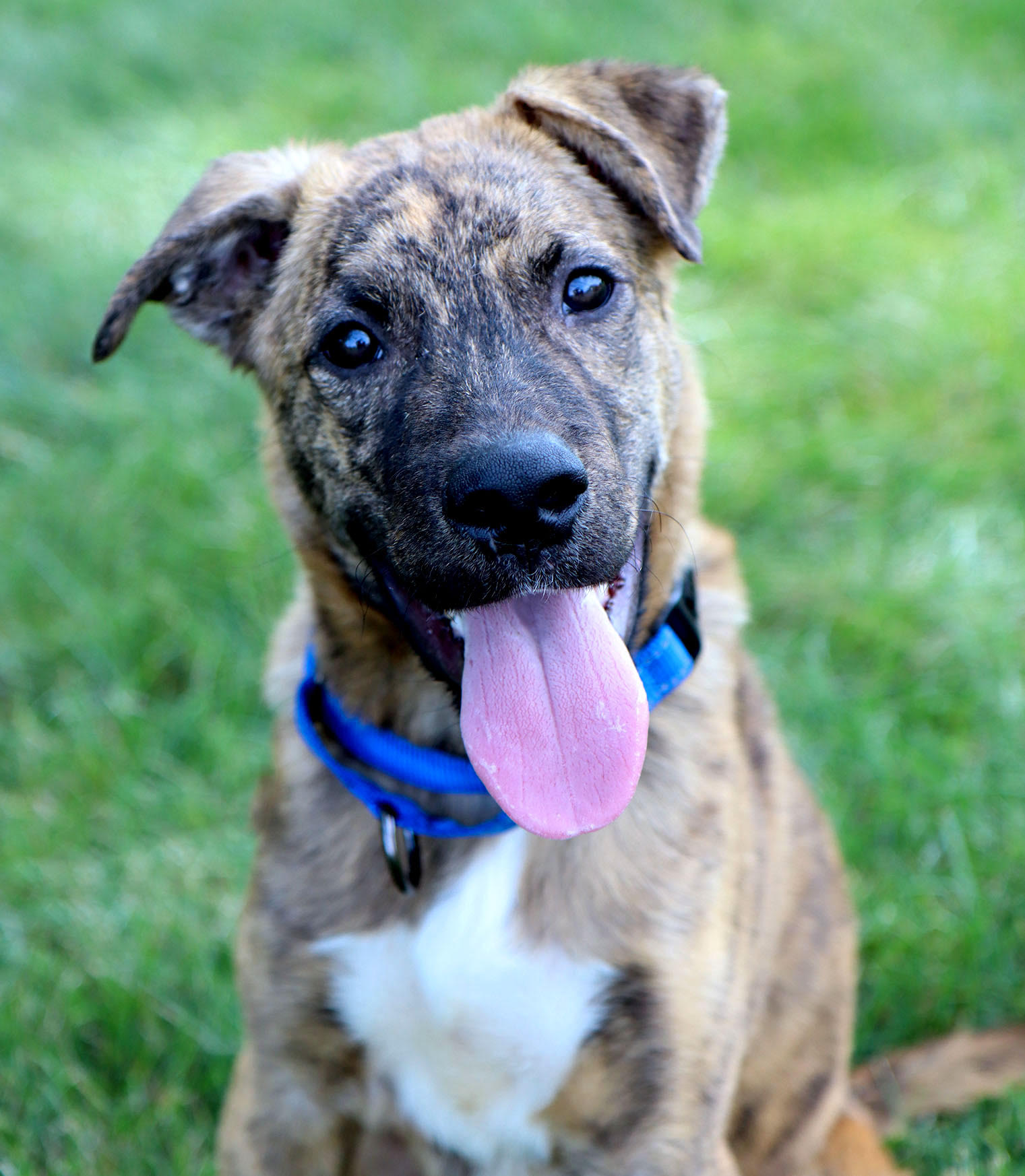 adoptable Dog in Kansas City, MO named Reeses