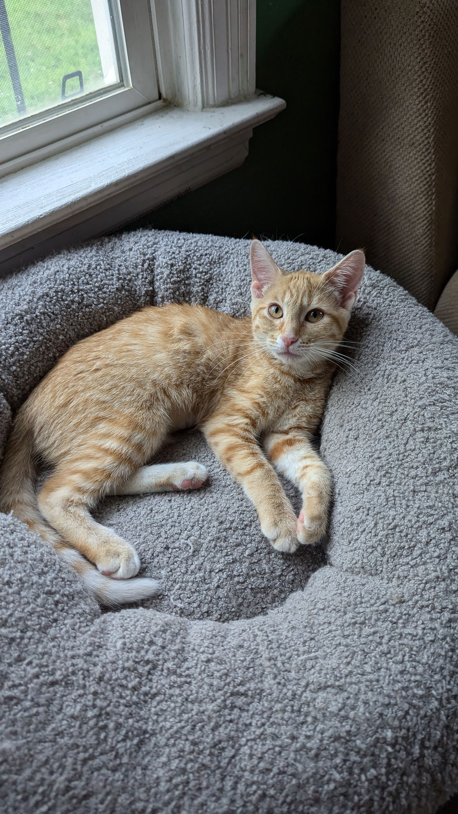 adoptable Cat in Kansas City, MO named Popcorn