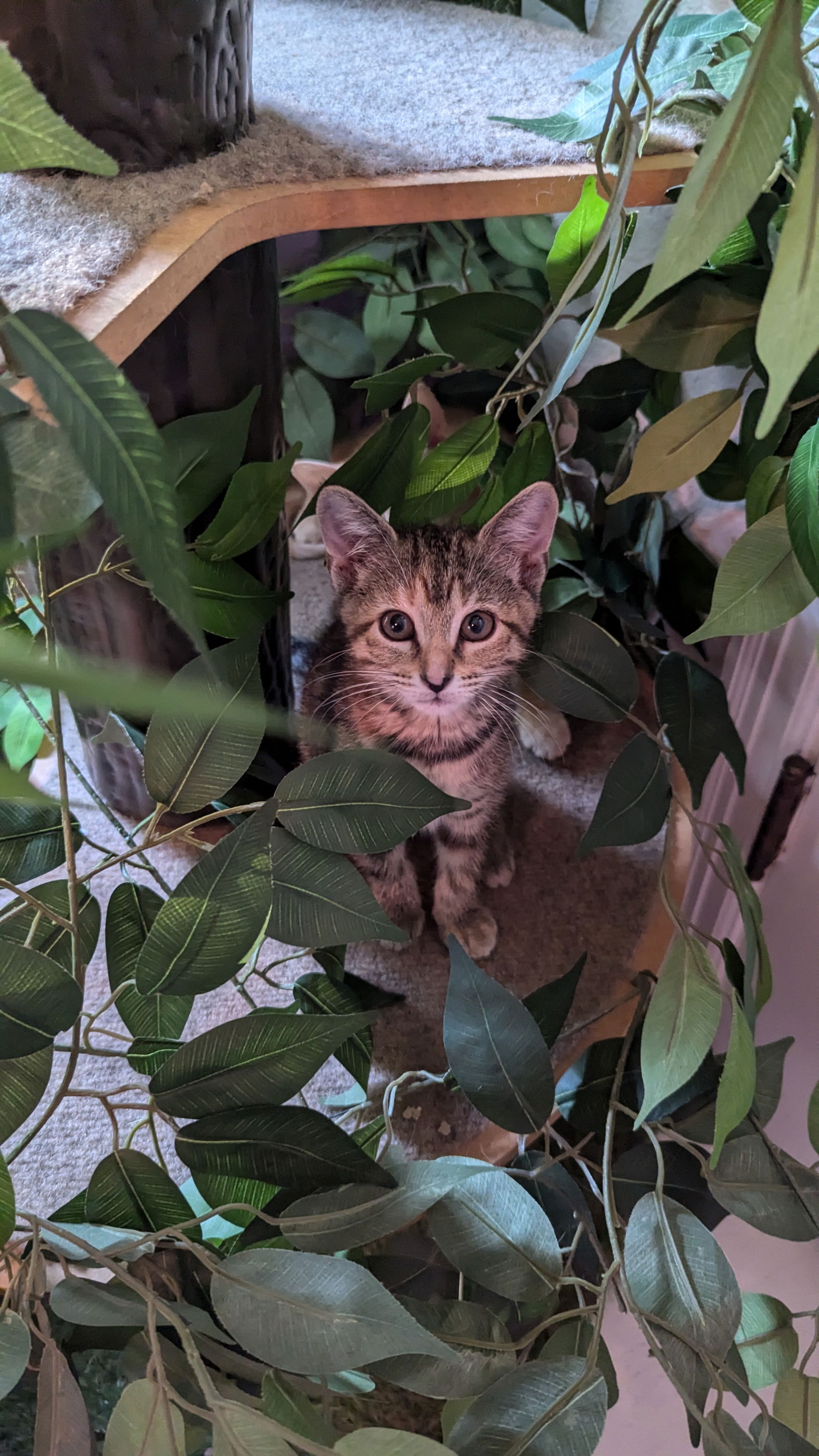 adoptable Cat in Kansas City, MO named Pippy aka Pipsqueak