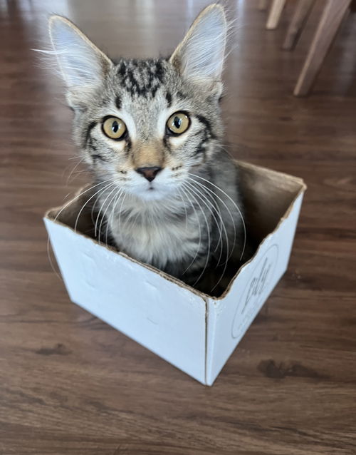 Houdini