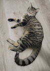 Chex