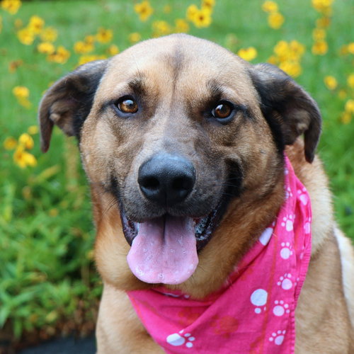PEPPER - Shepherd for adoption in Overland Park
