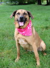 Pepper - Photo 2