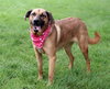 Pepper - Photo 3