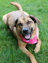 Pepper - Photo 4