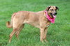 Pepper - Photo 5